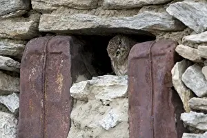 Little owl peering from window of seasonally abandoned Changpa dwelling. Tso Kar basin. Ladakh Changthang. India