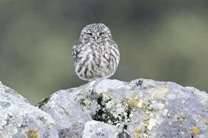 Little Owl - perched on boulder