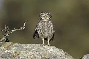 Little Owl - perched on boulder, alert