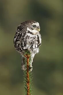 Images Dated 28th November 2008: Little owl - perched on fir top Bedfordshire UK 006630