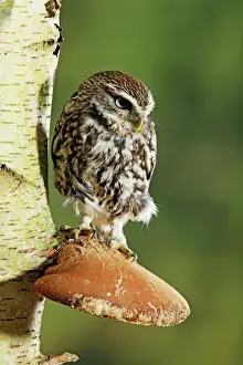 Fungus Prints: Little owl - perched on fungus Bedfordshire UK 006634