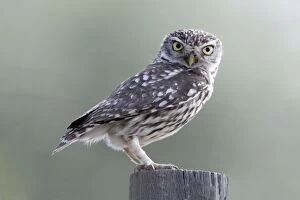 Little Owl - perched on post