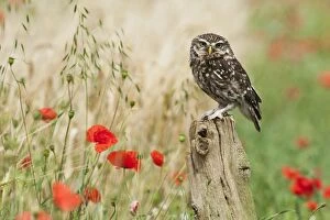 Images Dated 25th June 2011: Little Owl - on post by cornfield - controlled conditions