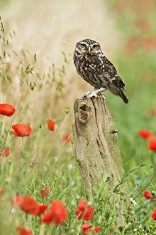 Images Dated 25th June 2011: Little Owl - on post by cornfield - controlled conditions