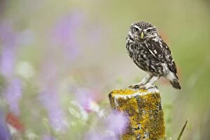 Images Dated 25th June 2011: Little Owl - on post in wildflower meadow - controlled