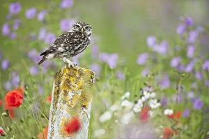 Images Dated 25th June 2011: Little Owl - on post in wildflower meadow - controlled
