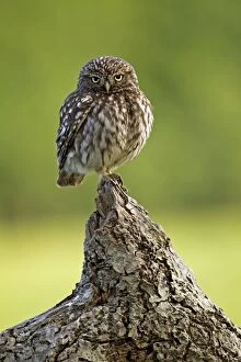 Images Dated 1st June 2011: Little Owl - on stump