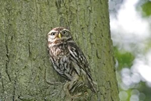 Images Dated 16th June 2009: Little Owl - in tree