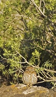 Images Dated 2nd February 2005: Little Owl - West of Guelmim, Southwest Morocco