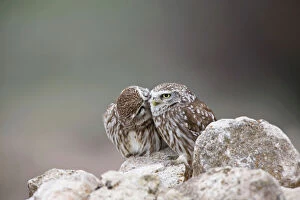 Little Owls - perched on rocks - April