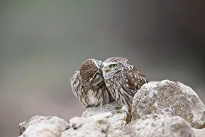 Images Dated 7th April 2009: Little Owls - perched on rocks - April - Extremadura - Spain
