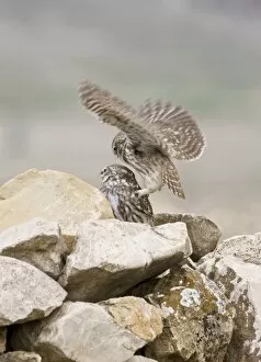 Little Owls - perched on rocks attempting to mate