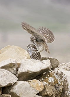 Little Owl