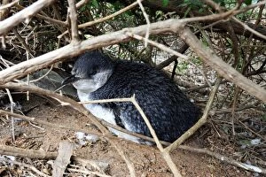 Images Dated 27th March 2009: Little Penguin - adult near its nesting burrow after a feedi
