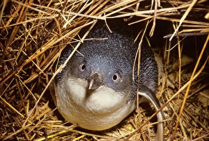Images Dated 1st March 2007: Little Penguin - Also called Fairy Little Blue or Southern Blue Penguin. Smallest penguin