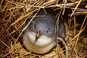 Little Penguin - Also called Fairy Little Blue or Southern Blue Penguin. Smallest penguin. New Zealand