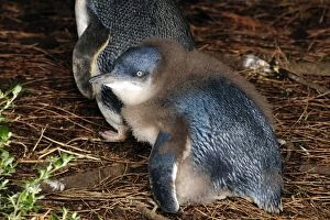 Little Penguin - chick losing its down prior to fledging
