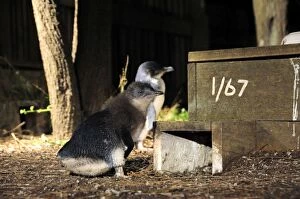 Images Dated 24th November 2009: Little Penguin - chicks beside nest box - researchers number