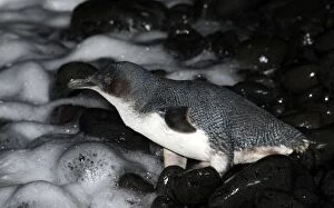 Images Dated 18th March 2009: Little Penguin - crossing a pebble beach to go to sea to fee