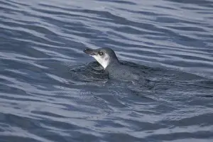 Eudyptula Minor Prints: Little Penguin / Fairy Penguin - swimming in Pelorous Sound one of the Marlborough Sounds