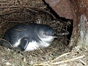 Images Dated 23rd September 2009: Little Penguin - incubating eggs in burrow