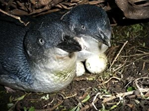Little Penguin - incubating eggs in burrow - male and female