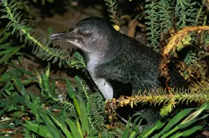 Little Penguin - Kangaroo Island - South Australia JPF40341