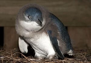 Little Penguin - nest box area where down-covered chick wait