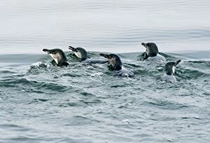 LIttle Penguin - surfacing during feeding