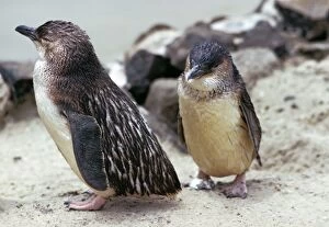Images Dated 23rd January 2009: Little Penguins - Kangaroo Island, South Australia, southern Australia to New Zealand JPF07805