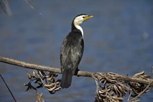 Images Dated 20th August 2011: Little Pied Cormorant