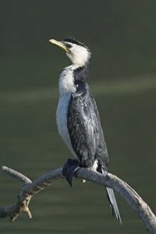 Images Dated 7th October 2005: Little Pied Cormorant - Found around the Australian coastline