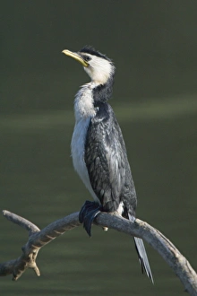 Images Dated 7th October 2005: Little Pied Cormorant - Found around the Australian coastline
