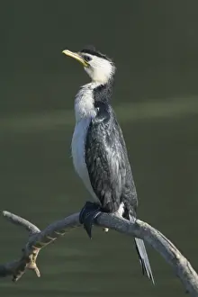 Little Pied Cormorant - Found around the Australian coastline and many inland areas such as farm dams, billabongs, swamps and inland creeks and rivers. On a suburban pond in Perth, Western Australia