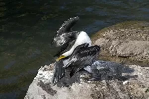 Little Pied Cormorant - gathers oil from its preen gland as it dries its wings after a fishing session