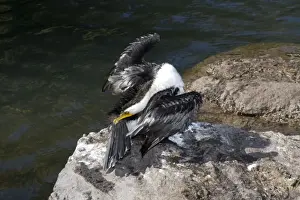 Behavior Prints: Little Pied Cormorant - gathers oil from its preen gland as it dries its wings after a fishing session