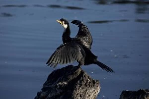 Little Pied Cormorant - Perched on a rock with wings