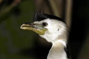 Images Dated 2nd May 2005: Little pied cormorant (Phalacrocorax melanoleucos) Port Douglas, Queensland