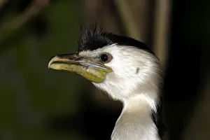 Little pied cormorant (Phalacrocorax melanoleucos) Port Douglas, Queensland, Australia Captive specimen