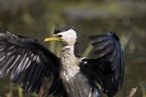 Images Dated 16th June 2006: Little Pied Cormorant shaking feathers At Marlgu Billabong, Parry Lagoons, Western Australia