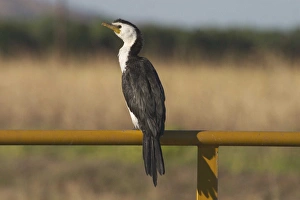 Images Dated 25th June 2004: Little Pied Cormorant - Smallest Australian cormorant. At Kununurra, Western Australia