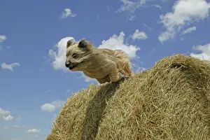 Odd Angle Prints: Little Pyrennean Sheepdog - Jumping over hay bale