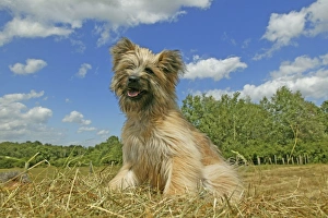 Little Pyrennean Sheepdog - Sitting down