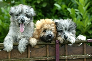 Little Pyrennean Sheepdogs - Looking over fence