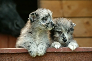 Little Pyrennean Sheepdogs - Looking over fence