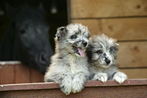 Little Pyrennean Sheepdogs - Looking over fence
