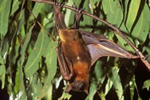 Images Dated 2nd July 2007: Little Red Flying Fox