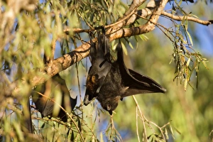Images Dated 20th June 2008: Little Red Flying-Fox - adult Little Red Flying-Fox roosts in a colony in the trees during the day