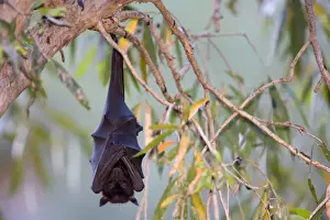 Little Red Flying-Fox - adult Little Red Flying-Fox roosts in a colony in the trees during the day - Windjana Gorge National Park, Kimberley, Western Australia, Australia