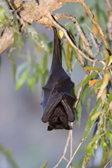 Little Red Flying-Fox - adult Little Red Flying-Fox roosts in a colony in the trees during the day - Windjana Gorge National Park, Kimberley, Western Australia, Australia